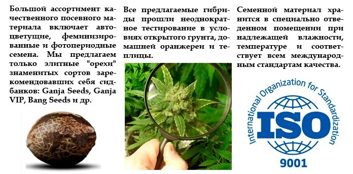 Семена конопли оптом - GanjaSeedsGroup