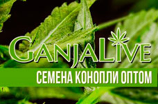 Семена конопли оптом - GanjaSeedsGroup