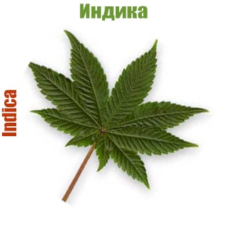 Cannabis indica