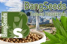 Семена конопли GanjaSeeds теперь и в Казахстане!